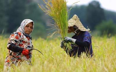 بازار پرنوسان برنج در مازندران +فیلم  <img src="https://cdn.jahannews.com/images/video_icon.png" width="16" height="16" border="0" align="top">