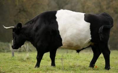 ۵ قلو زایی یک رأس گاو