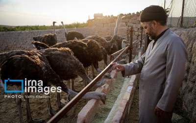 این روحانی شترمرغ پرورش می‌دهد +عکس