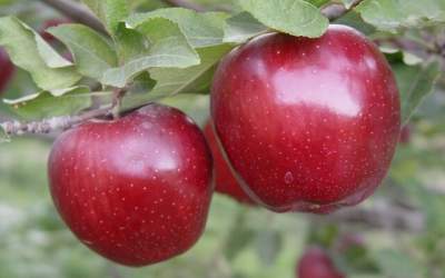 میوه پاییزی برای تقویت بدن را بشناسید