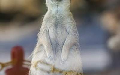 مرگ‌ومیر پی‌درپی حیوانات در باغ وحش ارم