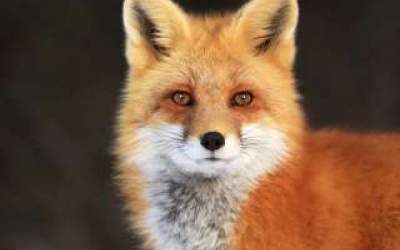 شکنجه روباه بخاطر خوردن مرغ‌های خانگی  