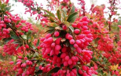 فیلم/ اینجا پایتخت زرشک ایران است  <img src="https://cdn.jahannews.com/images/video_icon.png" width="16" height="16" border="0" align="top">