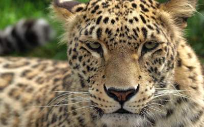 جلوه‌نمایی پلنگ ایرانی در جنگل‌های مازندران +فیلم  <img src="https://cdn.jahannews.com/images/video_icon.png" width="16" height="16" border="0" align="top">