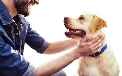 سالک؛ ارمغان جدید سگ‌ها برای سگ‌بازها!