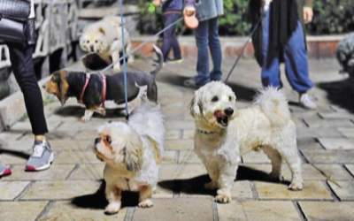 بازشدن پای چشم‌و‌هم‌چشمی به بازار حیوانات‌خانگی