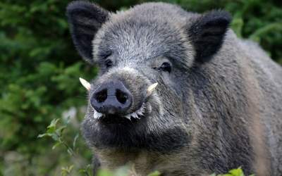 فیلم گله‌‌ای از گرازها در جنگل رامسر  <img src="https://cdn.jahannews.com/images/video_icon.png" width="16" height="16" border="0" align="top">