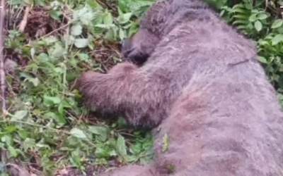 شکار بی‌رحمانه خرس در شمال‌کشور +فیلم  <img src="https://cdn.jahannews.com/images/video_icon.png" width="16" height="16" border="0" align="top">