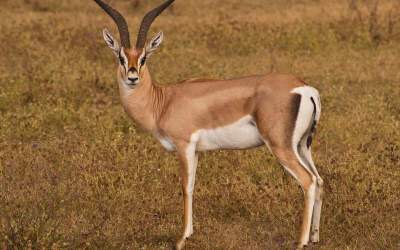 زیرکی و شکار شیر در کنار اتوبان +فیلم  <img src="https://cdn.jahannews.com/images/video_icon.png" width="16" height="16" border="0" align="top">