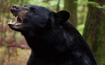 عکس/ حمله خرس به مرد روستایی در سمیرم