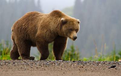 وقتی چوپان کرمانشاهی به خرس می‌گوید نترس!  <img src="https://cdn.jahannews.com/images/video_icon.png" width="16" height="16" border="0" align="top">