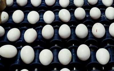 تخم‌مرغ ۳۰ هزار تومان گران شد!