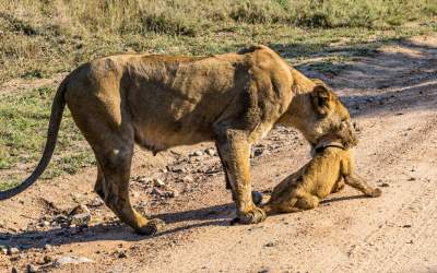 تلاش جالب مادر برای نجات فرزندش از مرگ!  <img src="https://cdn.jahannews.com/images/video_icon.png" width="16" height="16" border="0" align="top">