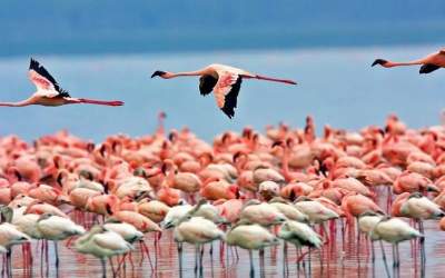 صحنه حیرت انگیز از دریاچه‌ مهارلو  <img src="https://cdn.jahannews.com/images/video_icon.png" width="16" height="16" border="0" align="top">