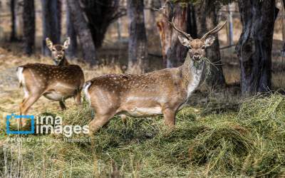 گوزن زرد ایرانی  <img src="https://cdn.jahannews.com/images/picture_icon.png" width="16" height="16" border="0" align="top">