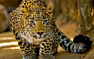 دمپایی محیط‌بان را پلنگ برد!  <img src="https://cdn.jahannews.com/images/video_icon.png" width="16" height="16" border="0" align="top">