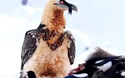 پاکسازی طبیعت فلات البرز توسط هما  <img src="https://cdn.jahannews.com/images/video_icon.png" width="16" height="16" border="0" align="top">