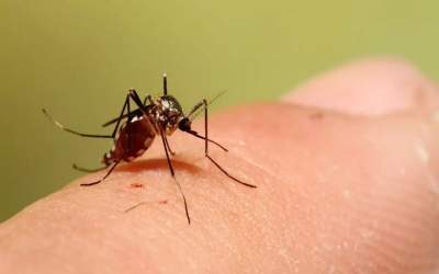 ورود پشه آئدس از از نوع اجیپتی به کشور