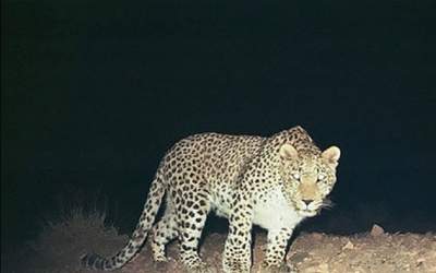 حملهٔ پلنگ به یک منزل در اسفراین  <img src="https://cdn.jahannews.com/images/video_icon.png" width="16" height="16" border="0" align="top">