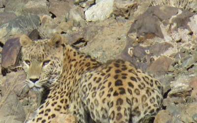 تصاویری از پلنگ ایرانی در لردگان  <img src="https://cdn.jahannews.com/images/video_icon.png" width="16" height="16" border="0" align="top">