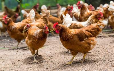 طرح‌های جالب برای غذا دادن به مرغ و خروس  <img src="https://cdn.jahannews.com/images/video_icon.png" width="11" height="10" border="0" align="top">