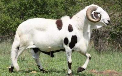 گوسفند دامارا؛ «جنگجوی صحرا» و قوی‌ترین گوسفند جهان