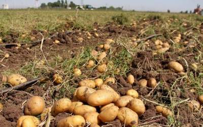 واردات سیب‌زمینی آزاد می‌شود