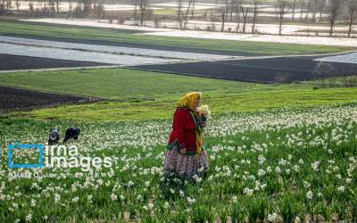 برداشت گل نرگس در گلستان  <img src="https://cdn.jahannews.com/images/picture_icon.png" width="16" height="16" border="0" align="top">