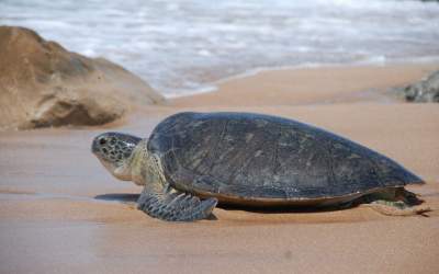 فیلم لحظه نجات جان یک لاکپشت در کیش  <img src="https://cdn.jahannews.com/images/video_icon.png" width="16" height="16" border="0" align="top">