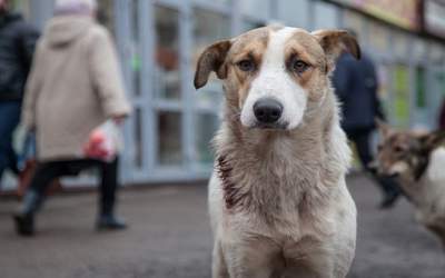 سگ‌ها امروز غذایتان را می‌خورند، فردا کودکتان را  <img src="https://cdn.jahannews.com/images/video_icon.png" width="16" height="16" border="0" align="top">