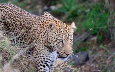 حضور پلنگ در یکی از روستاهای کرج  <img src="https://cdn.jahannews.com/images/video_icon.png" width="16" height="16" border="0" align="top">