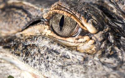 تصویری حیرت انگیز از چشم‌های تمساح!  <img src="https://cdn.jahannews.com/images/video_icon.png" width="16" height="16" border="0" align="top">