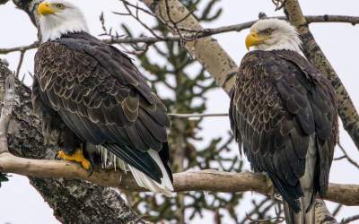 اسارت دو عقاب بین شاخه‌های درخت  <img src="https://cdn.jahannews.com/images/video_icon.png" width="11" height="10" border="0" align="top">