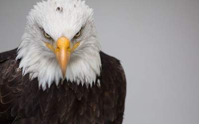 فیلم پربازدید از عقاب شکارچی  <img src="https://cdn.jahannews.com/images/video_icon.png" width="16" height="16" border="0" align="top">