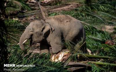 کشته شدن ۶ فیل وحشی در اثر برخورد با قطار!