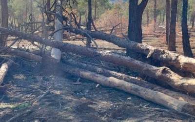 درختان پارک چیتگر سرطان گرفتند