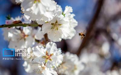 بهار از راه رسید + تصاویر  <img src="https://cdn.jahannews.com/images/picture_icon.png" width="16" height="16" border="0" align="top">