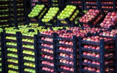 زمان توزیع سیب و پرتقال شب عید اعلام شد