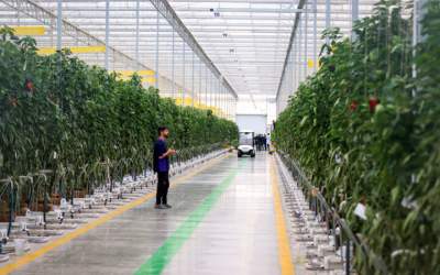 تعرفه گازبها گلخانه‌ها کاهش یافت