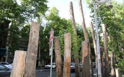 جریمه ۱۷۰ میلیاردی برای خشک کردن ۱۳ درخت