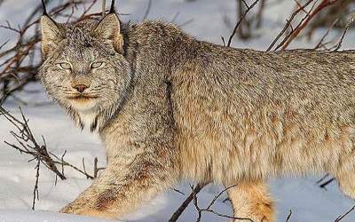 لحظه عجیب شکار یک گوزن توسط گربه وحشی  <img src="https://cdn.jahannews.com/images/video_icon.png" width="16" height="16" border="0" align="top">