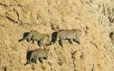 صخره‌نوردی دو پلنگ در ارتفاعات سوادکوه  <img src="https://cdn.jahannews.com/images/video_icon.png" width="16" height="16" border="0" align="top">