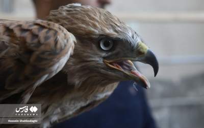 آزادسازی پرندگان شکاری در قم +عکس  <img src="https://cdn.jahannews.com/images/picture_icon.png" width="11" height="10" border="0" align="top">