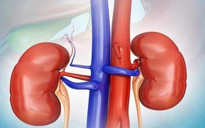 ۲ دشمن خطرناک کلیه‌ها را بشناسید