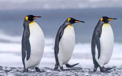 پنگوئن‌ها هم از مالیات های ترامپ در امان نماندند!