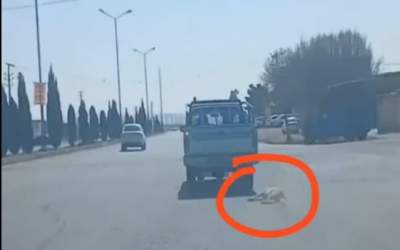 عامل حیوان‌آزاری در سمنان شناسایی شد +فیلم  <img src="https://cdn.jahannews.com/images/video_icon.png" width="11" height="10" border="0" align="top">