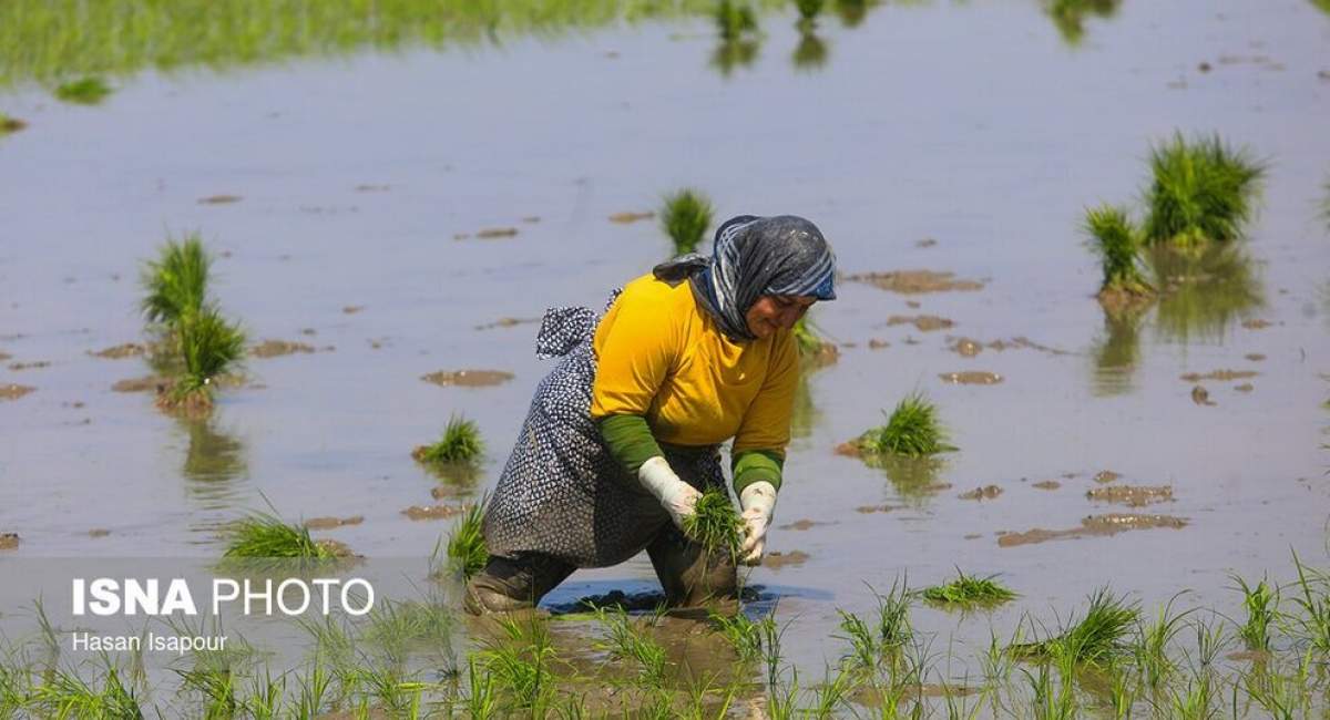آغاز کشت نشا برنج در روستای قرآن تالار بابل  