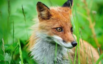 ویدئویی جالب از حضور روباه در کاخ گلستان!  <img src="https://cdn.jahannews.com/images/video_icon.png" width="16" height="16" border="0" align="top">