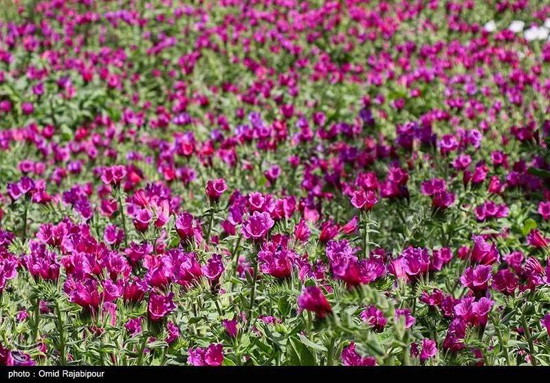 برداشت گل گاو زبان در منطقه اشکور گیلان - تصاوير بزرگ | جهان نيوز