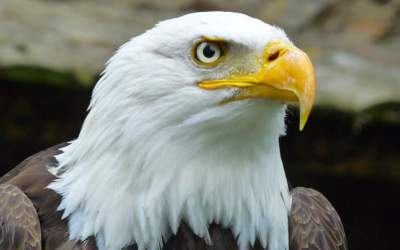 وقتی عقاب در شن دفن شد  <img src="https://cdn.jahannews.com/images/video_icon.png" width="11" height="10" border="0" align="top">